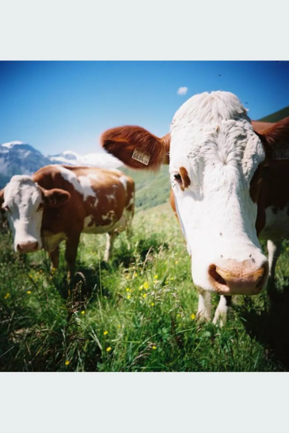 Color Negative - films négatifs | Multicolore