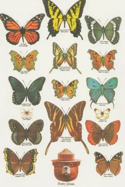 SBXE BUTTERFLIE - T-shirt | Beige